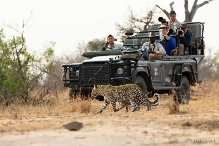 Top Premium Game Drive Plans: The Definitive Elite Guide