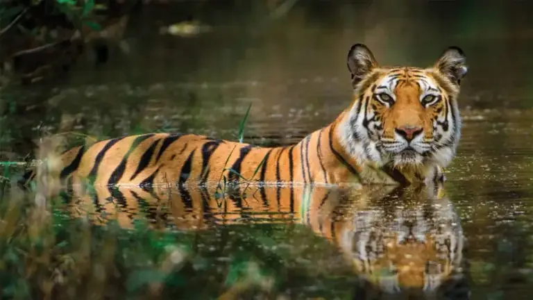 Best Exclusive Wildlife Tours: The Definitive Elite Guide